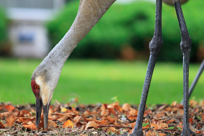 photograph of sandhill crane