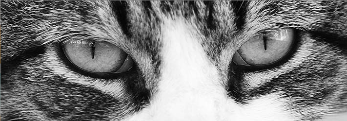 Black and White Cat Eyes