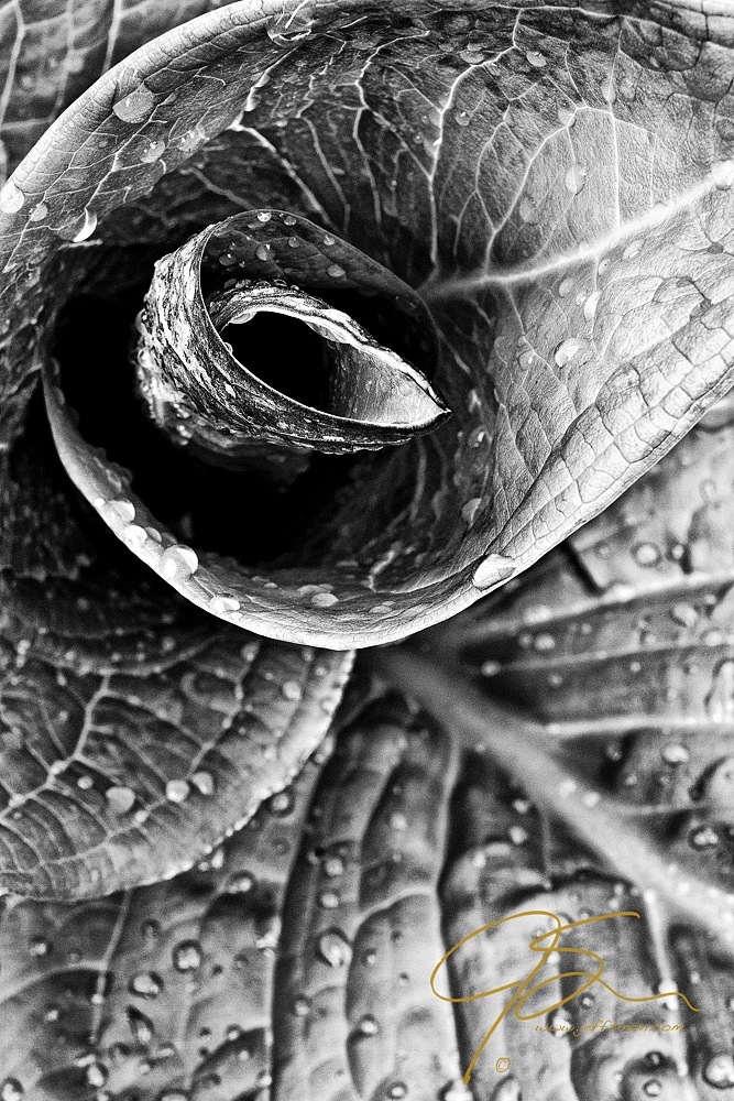 skunk cabbage in black and white