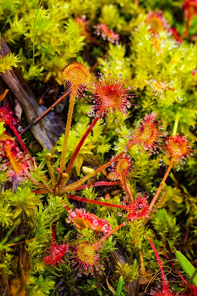 Dew plant photograph