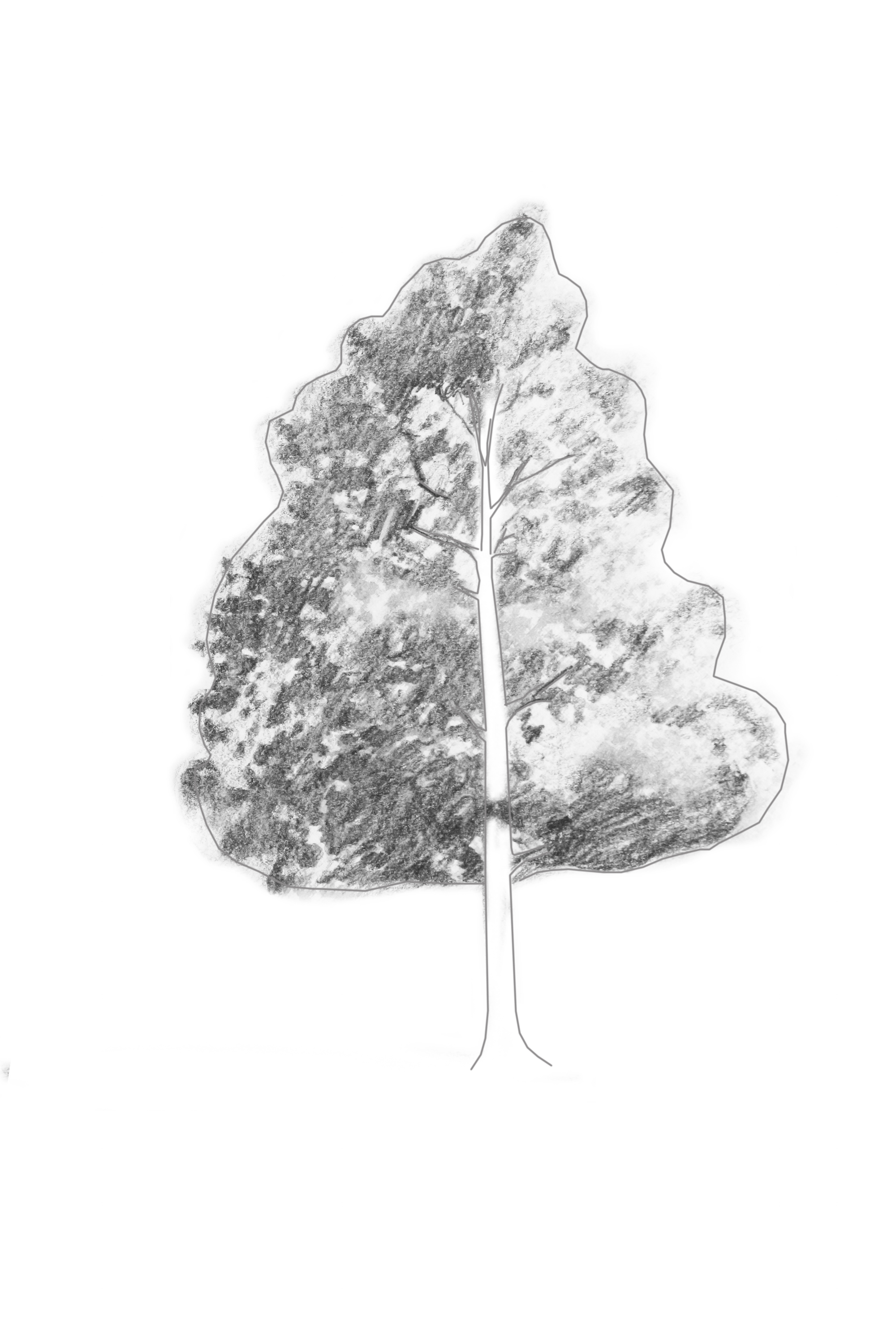 Shading Within Tree