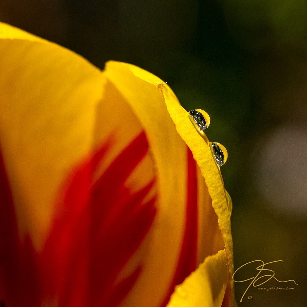  Water Droplets on Flower