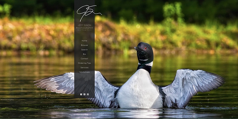 photo of the jeff sinon photography website showing a common loon with its wings spread
