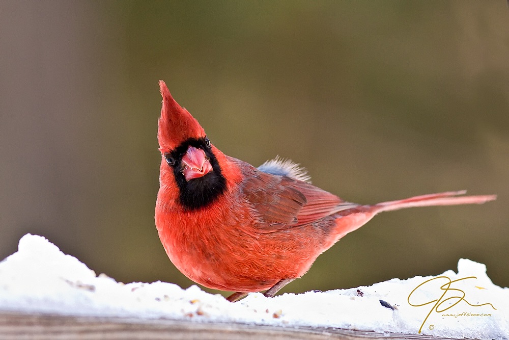 Bright red male northern cardinal standing on snow and looking right at the viewer. 