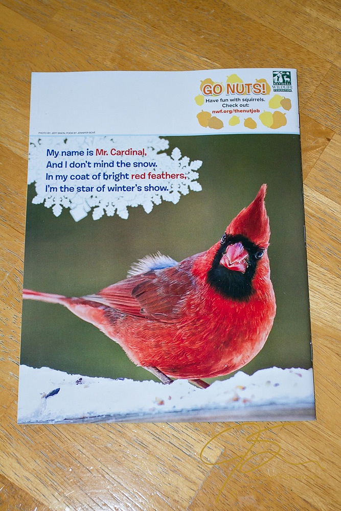 male cardinal on the back cover of ranger rick jr magazine