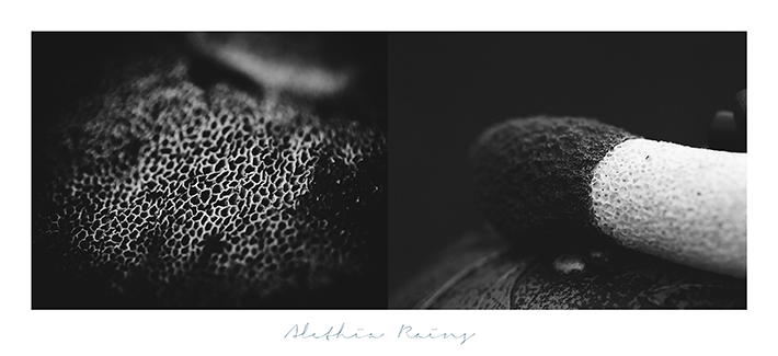 mushroom close up