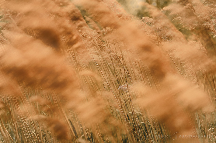 Prairie Grass in the Wind