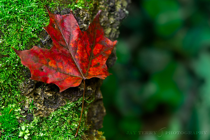 Maple Leaf on Moss