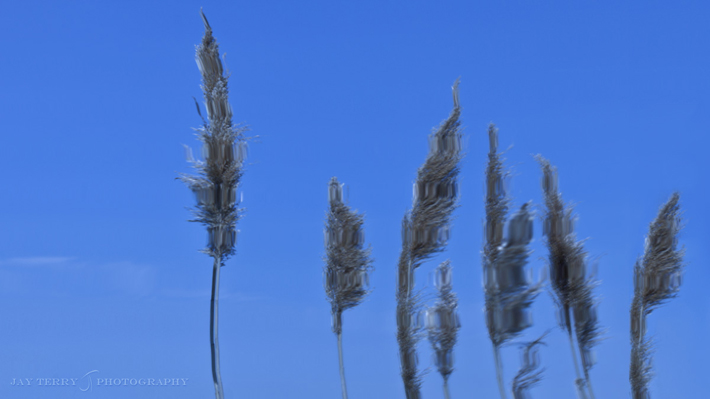 Prairie Grass Reflections in Water