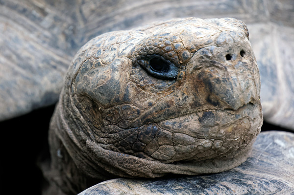 giant tortioise close up Galapagos