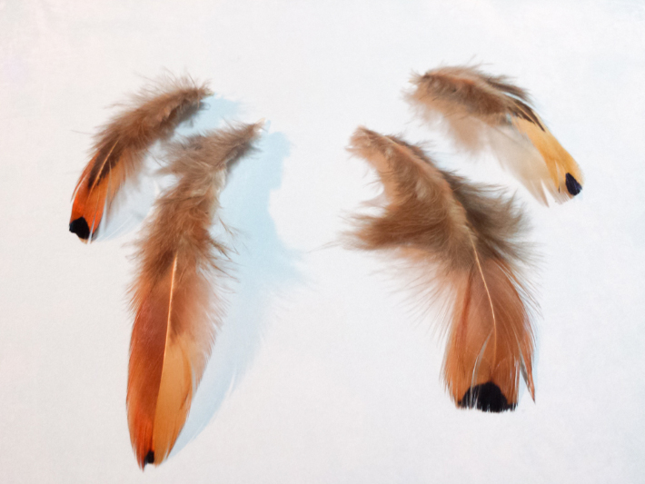 Four feathers for making DIY feather earrings