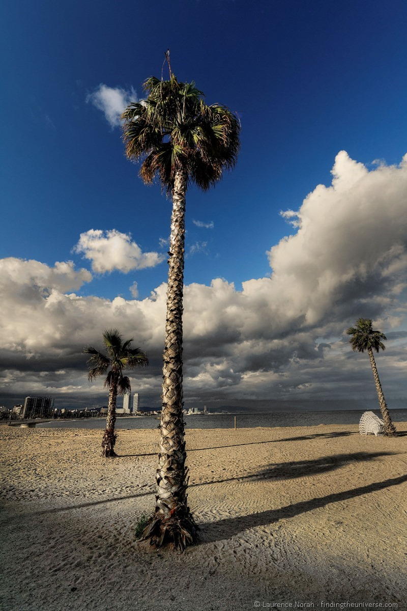 Wide Angle Photography - Palm Tree Barcelona