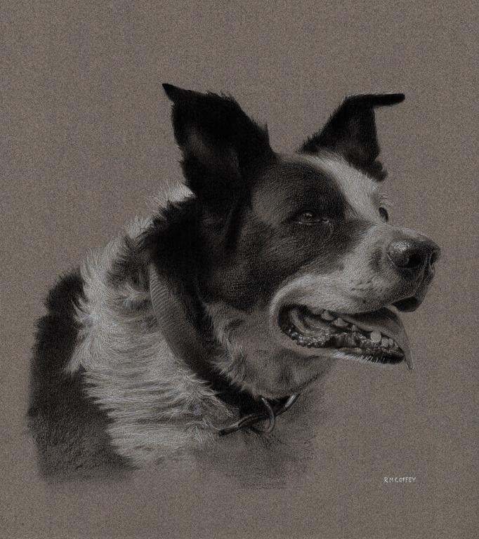 Dog Charcoal Drawing