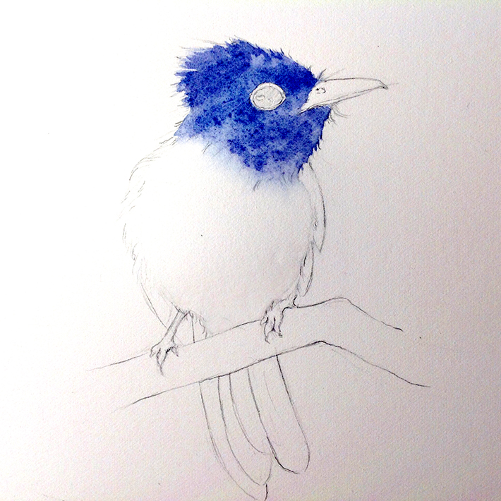 starting a bird painting   