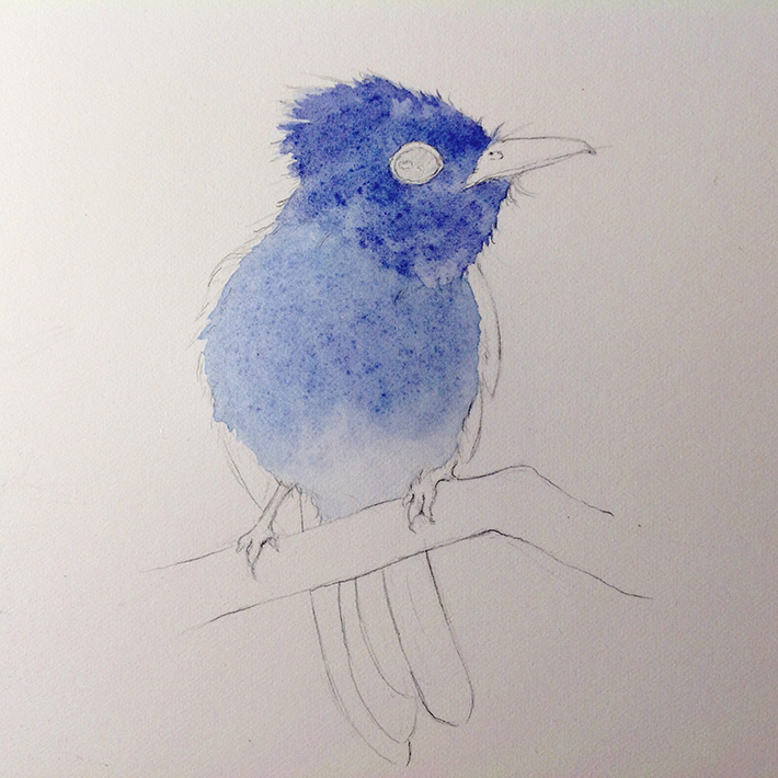 paint a fluffy bird