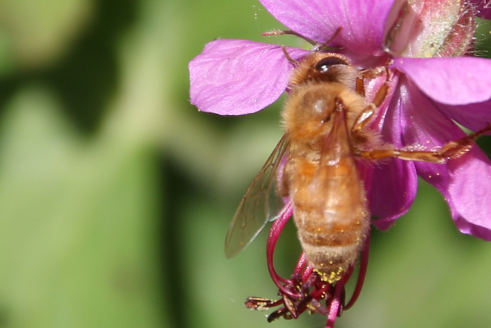 Macro close photograph of a bumble bee