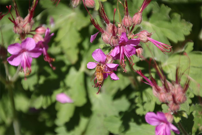 Close-up image of a bumble bee and a flower shot with a zoom lens