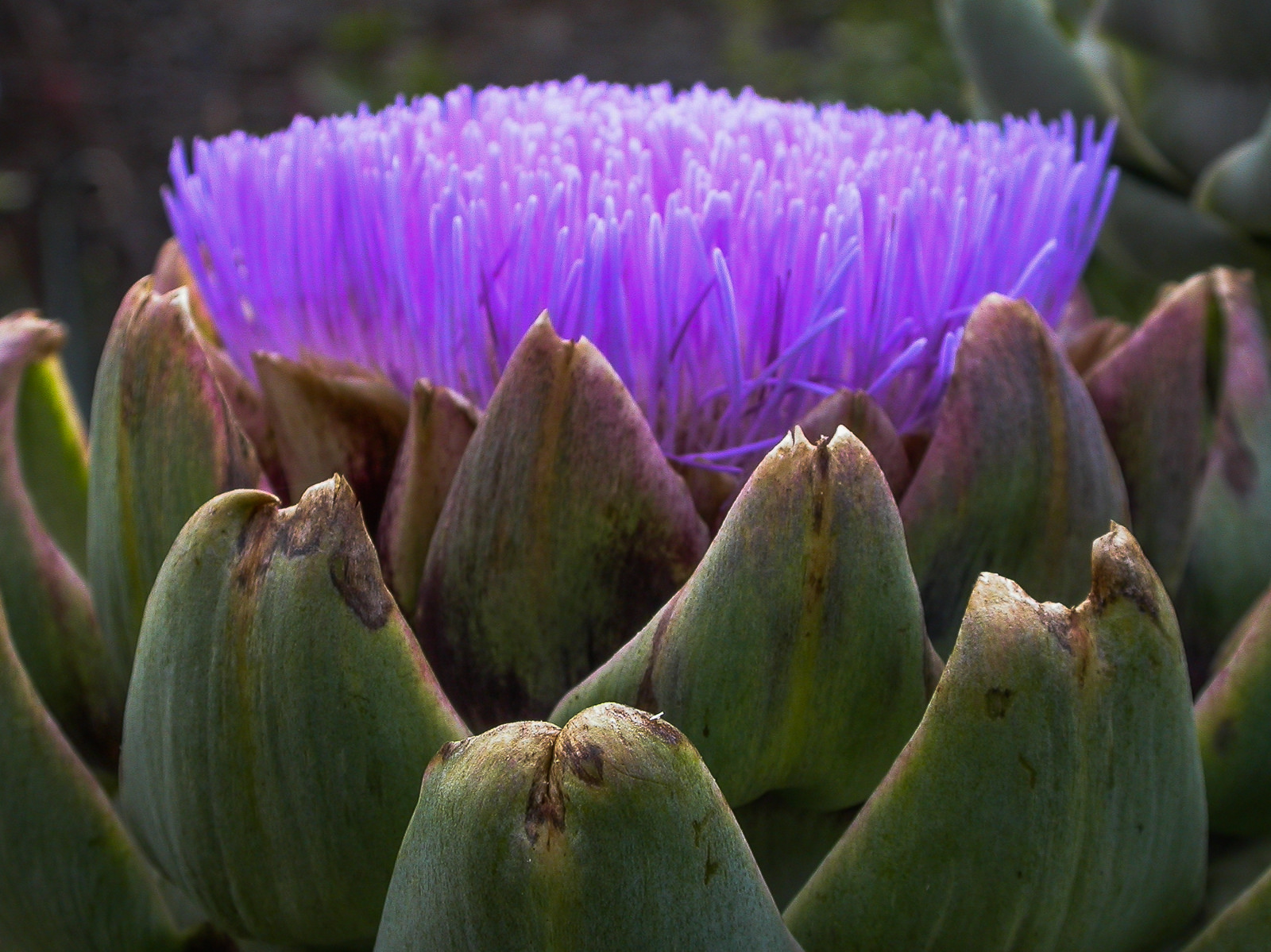 Artichoke flower