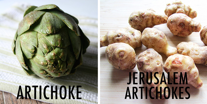 Artichokes versus Jerusalem artichokes