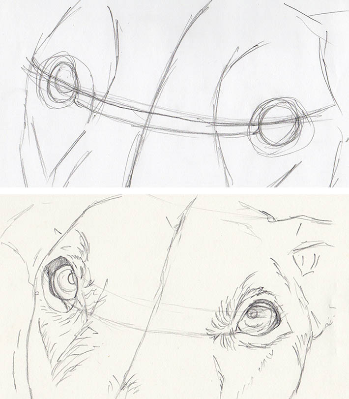 drawing dog eyes