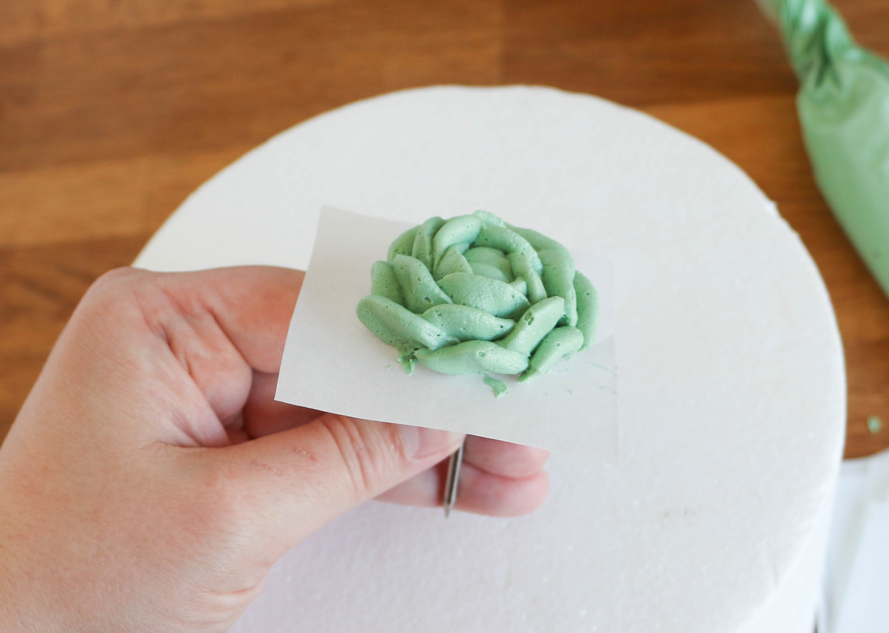 Finished succulent | Erin Gardner | Bluprint