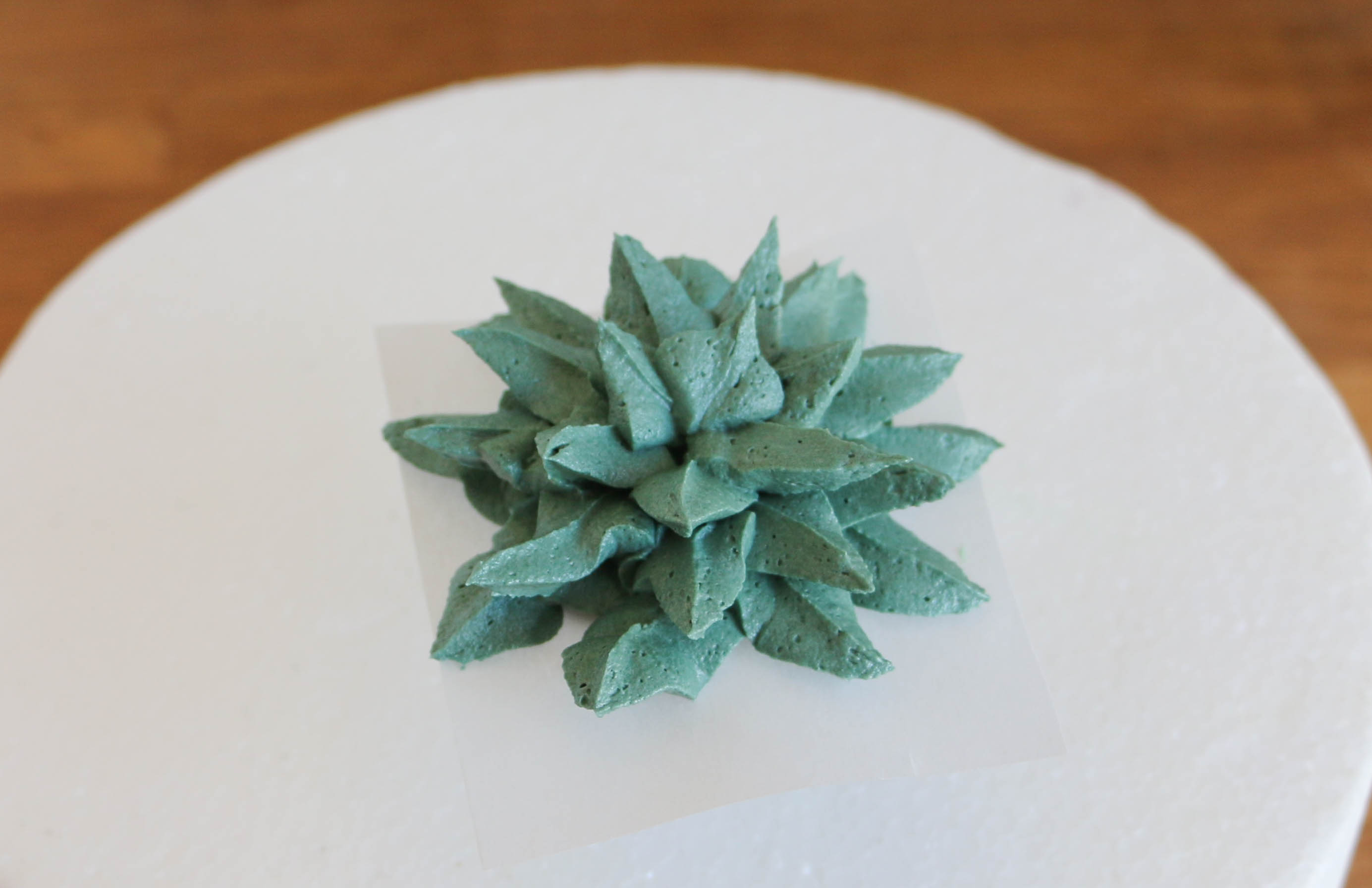 Finished Succulent | Erin Gardner | Bluprint
