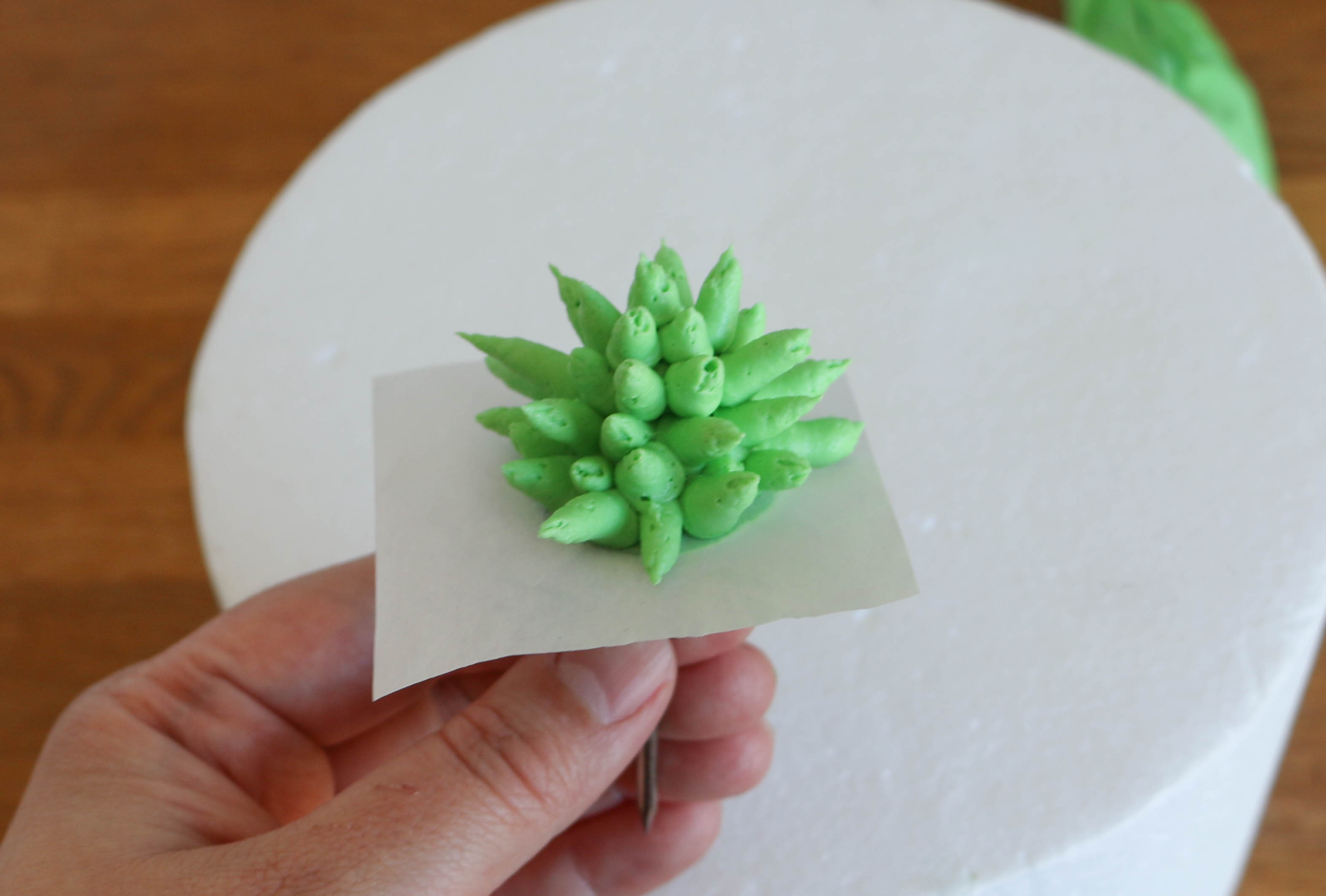 Finished succulent | Erin Gardner |Bluprint
