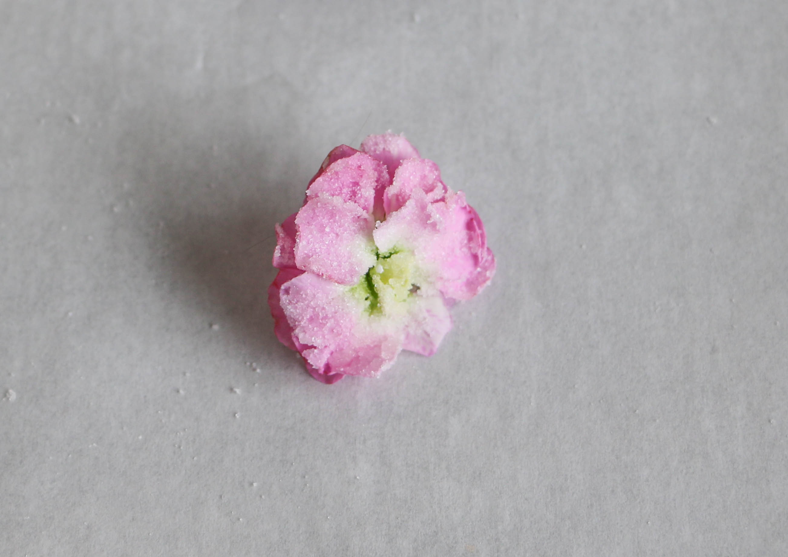 Candied Flower | Erin Gardner