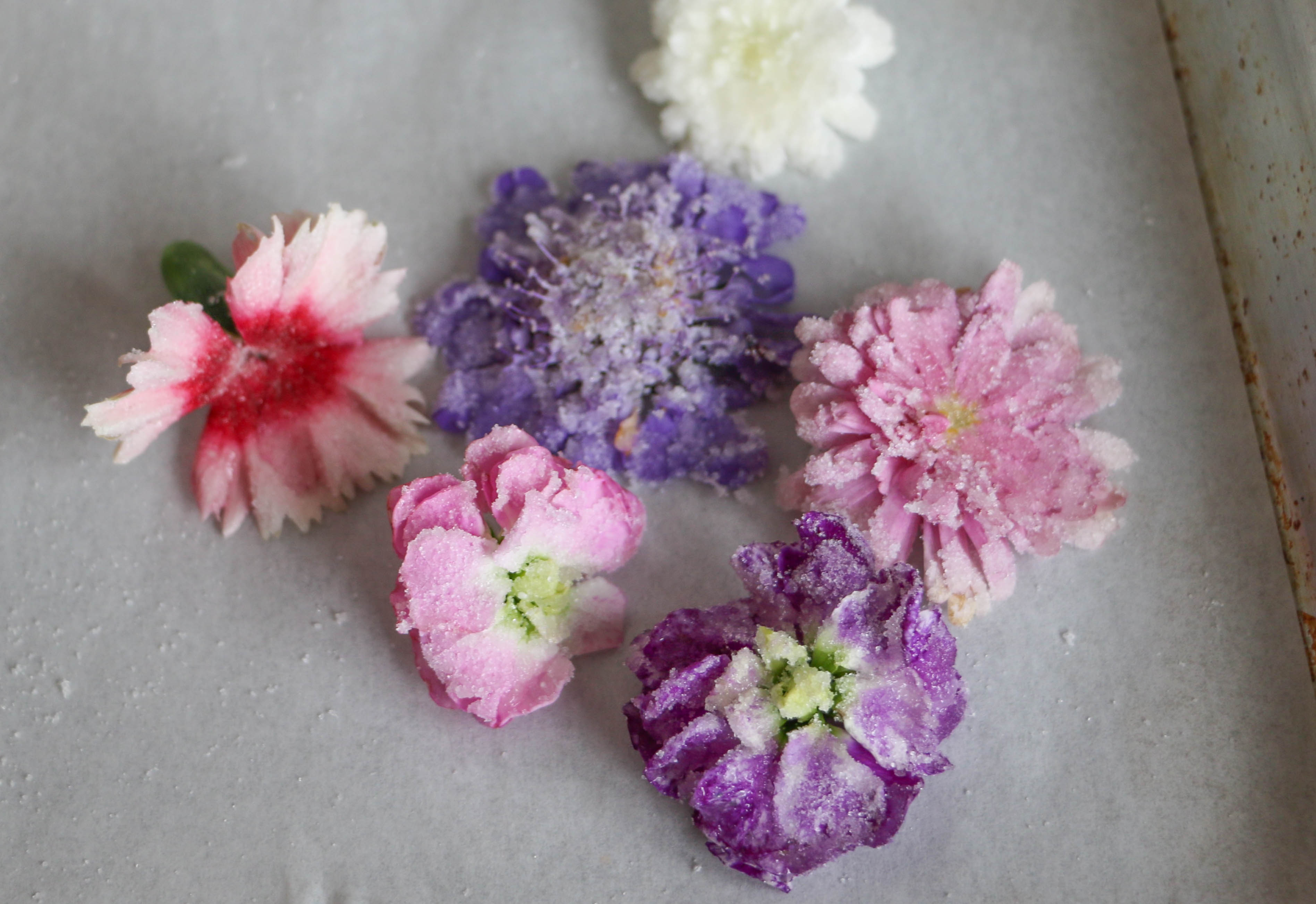 Candied Flowers | Erin Gardner