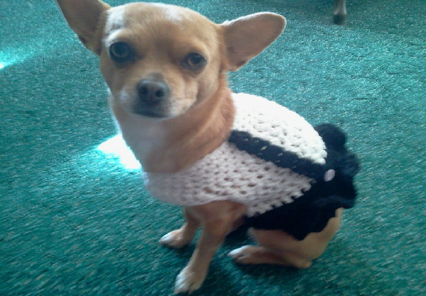 Simple Suspender Dog Dress FREE Crochet Pattern