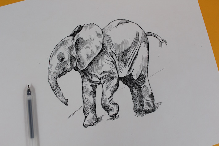 Elephant drawing shaded