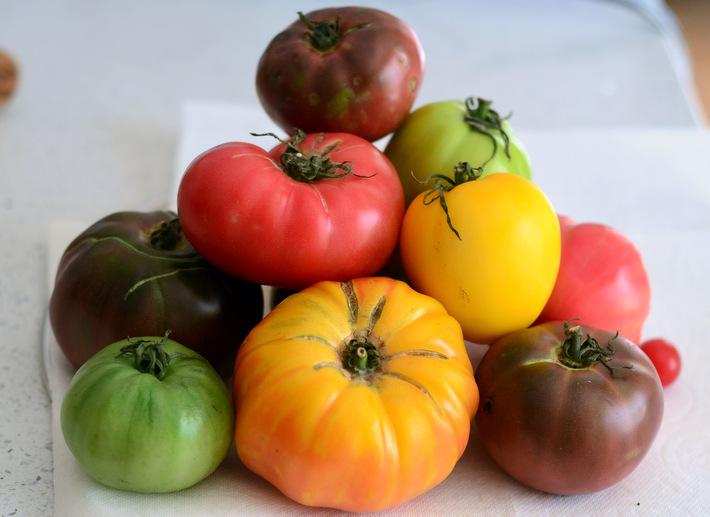 A Pile of Rainbow Heirloom Tomatoes