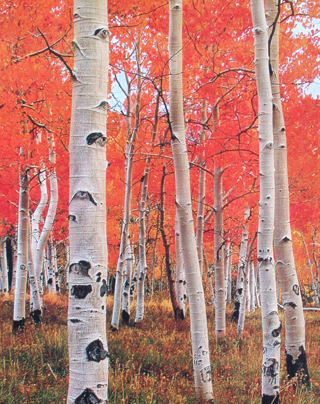 Aspen Trees with Bright Red Leaves