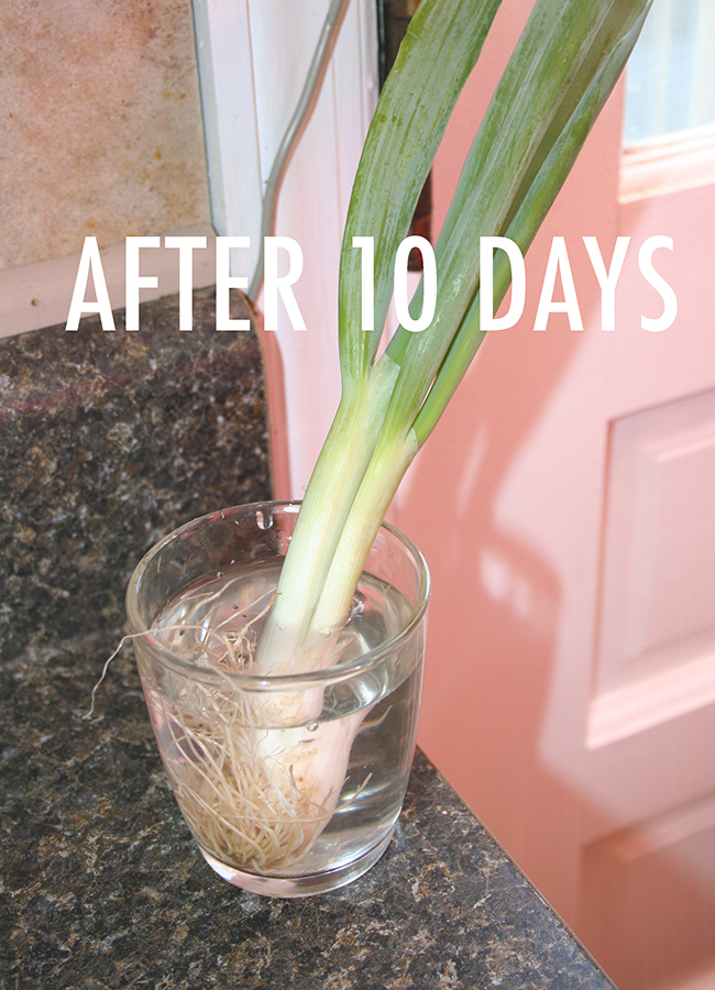 Green onions, regrown