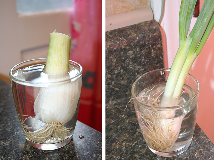 Regrow green onions from the bulb 