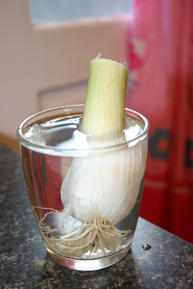 Green onion left to grow