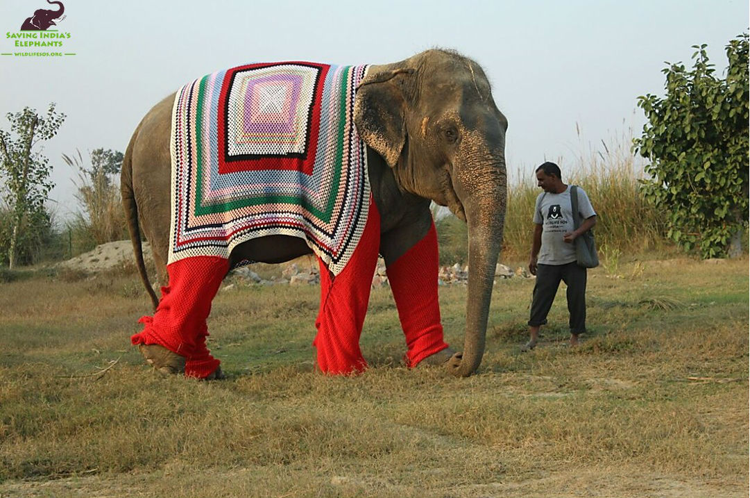 Elephant in Knitted Sweater