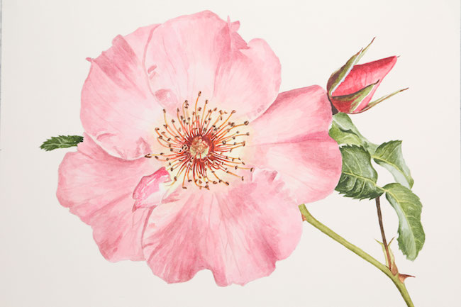 Realistic Watercolor FLower by Anna Mason