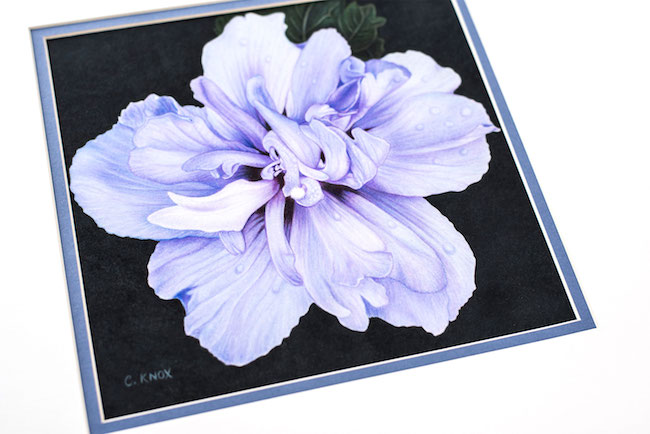 Realistic Colored Pencil Flower By Cynthia Knox