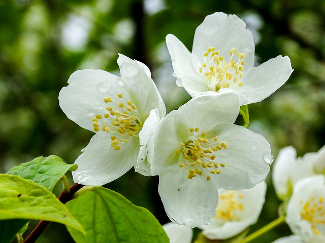 Jasmine Flowers