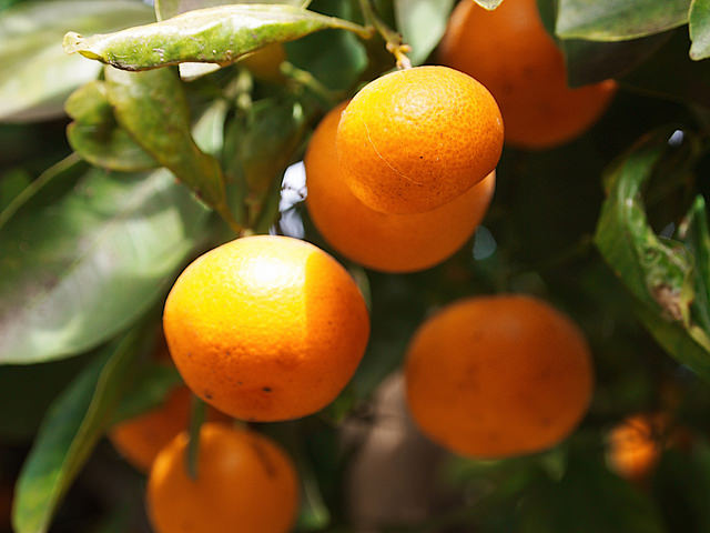 Tangerines