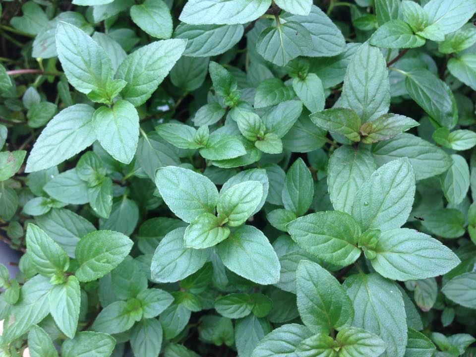 Peppermint Plant