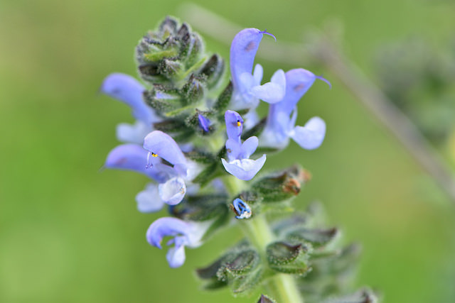 Clary Sage