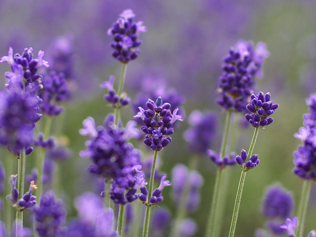 Lavender