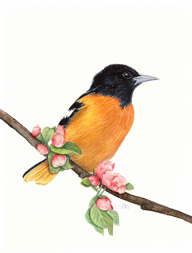 Robin Painting