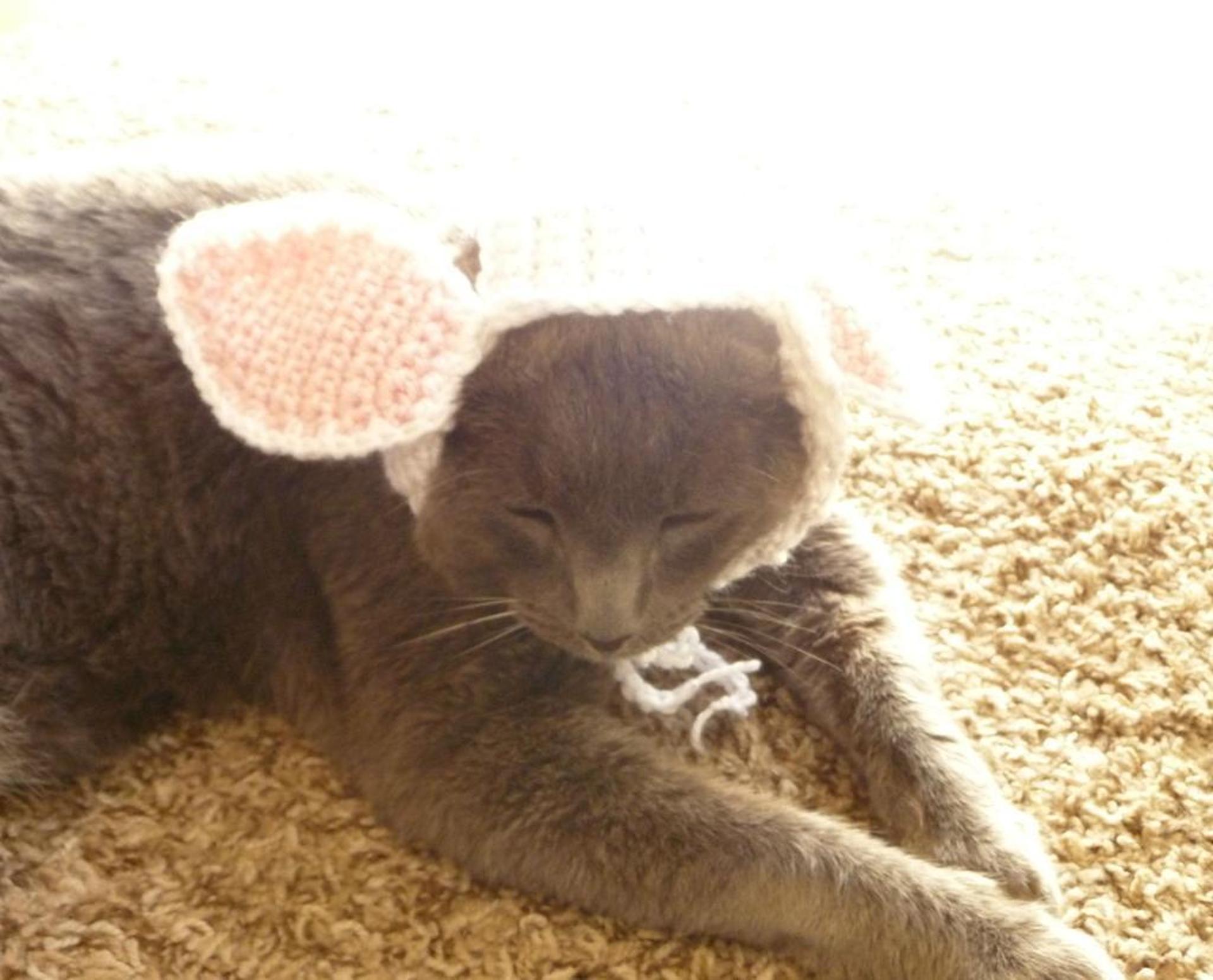 bunny hat for cats crochet pattern