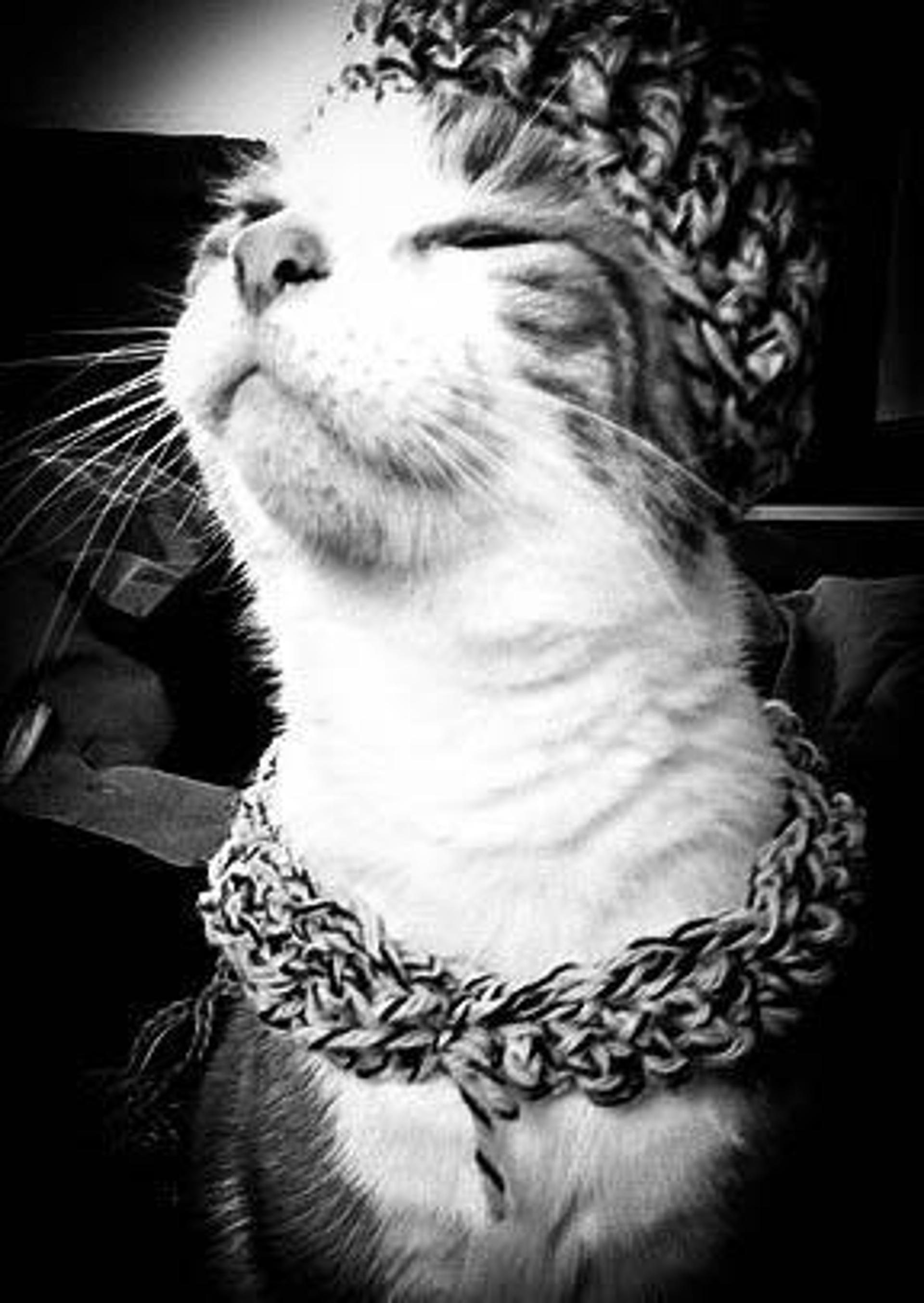 Crochet Hats for Cats: 7 Crochet Patterns for Cat Hats