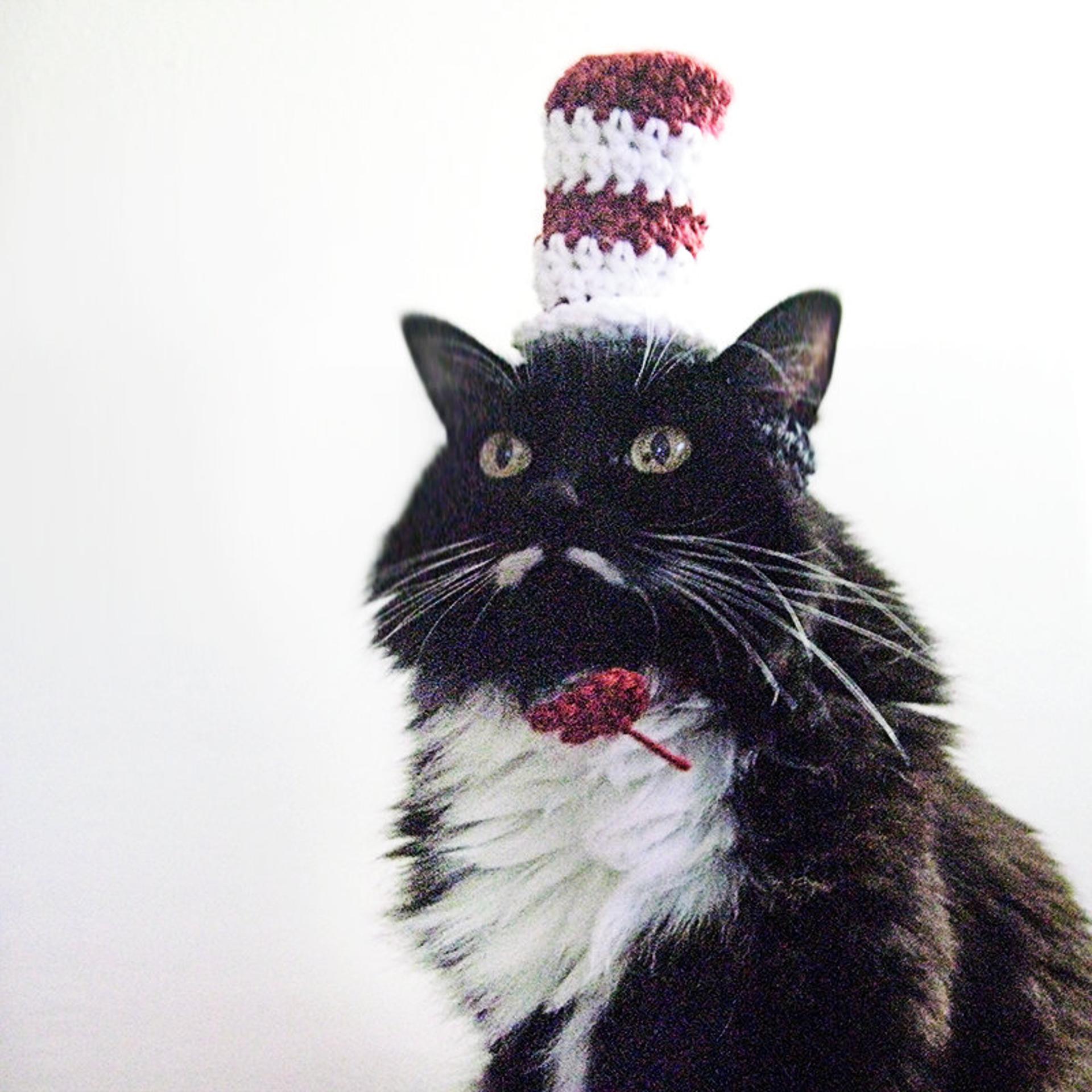 dr seuss crochet hat for cats