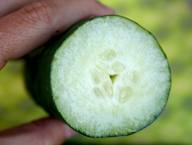 Cucumber 