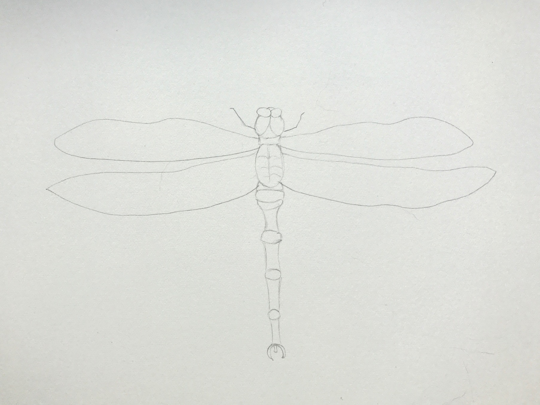 sketch dragonfly in pencil